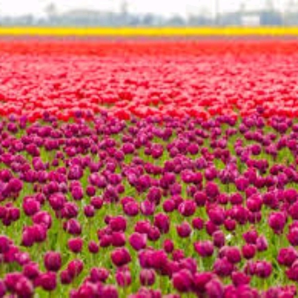 Meet your Posher, Karina - Picture 1 of 1